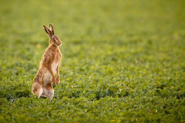 Hase steht auf auf zwei Beinen und schaut suchend übers grüne Feld | Immobiliensuche