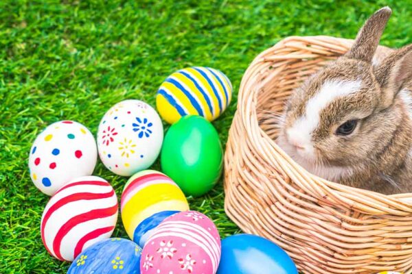 Ein Kaninchen in einem Korb mit bunten Eiern - Osterhase sucht Gewerbeimmobilie